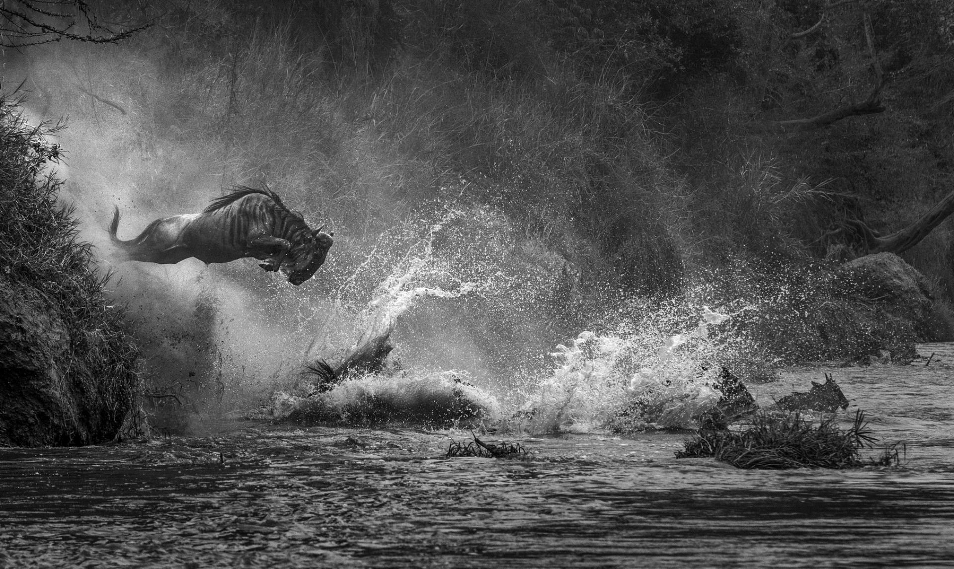 Golden Dragon Photo Award - Wenming Tang (China) - Jump