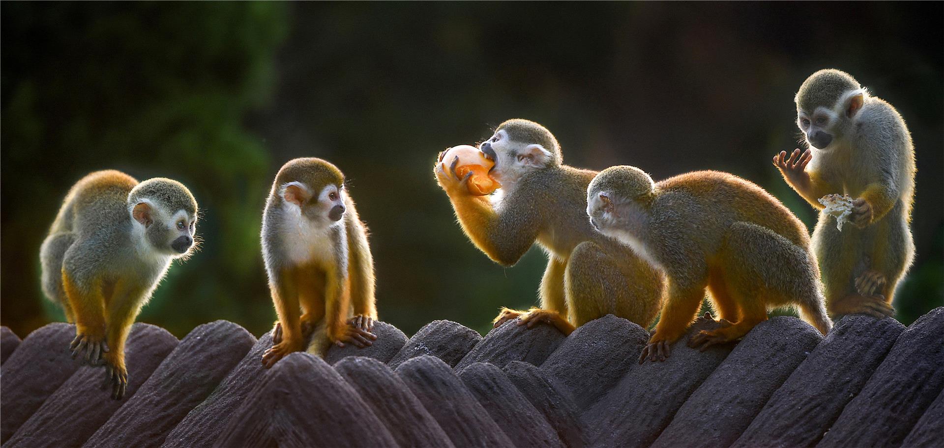 Certificate of Commendation - Ding Chgaozhi (China) - Group Of Monkeys