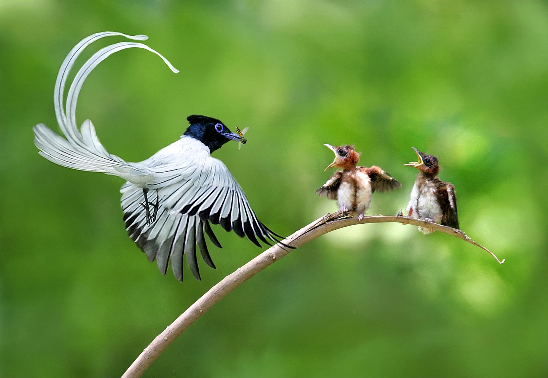 Certificate of Commendation - Voon Wah Wong (Hong Kong) - Asia Paradise Flycatcher