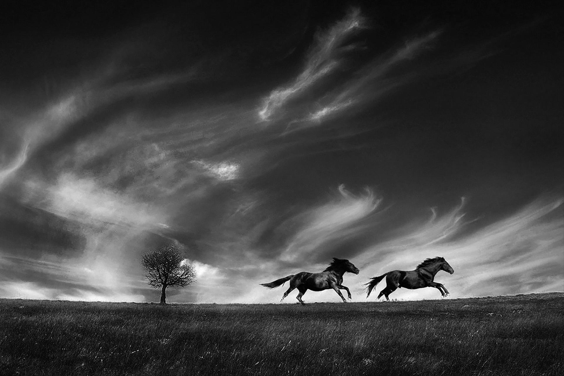 Golden Dragon Photo Award - Lajos Nagy (Romania) - Running With The Wind