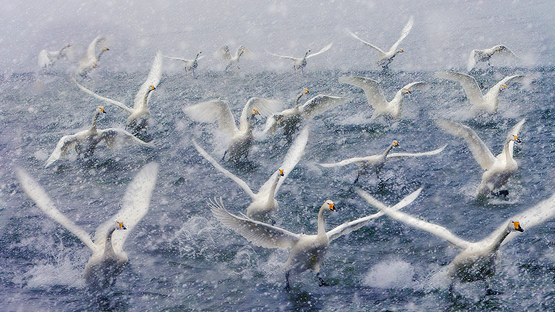 Golden Dragon Photo Award - H.W. Chan (Hong Kong) - Snow Fly 7